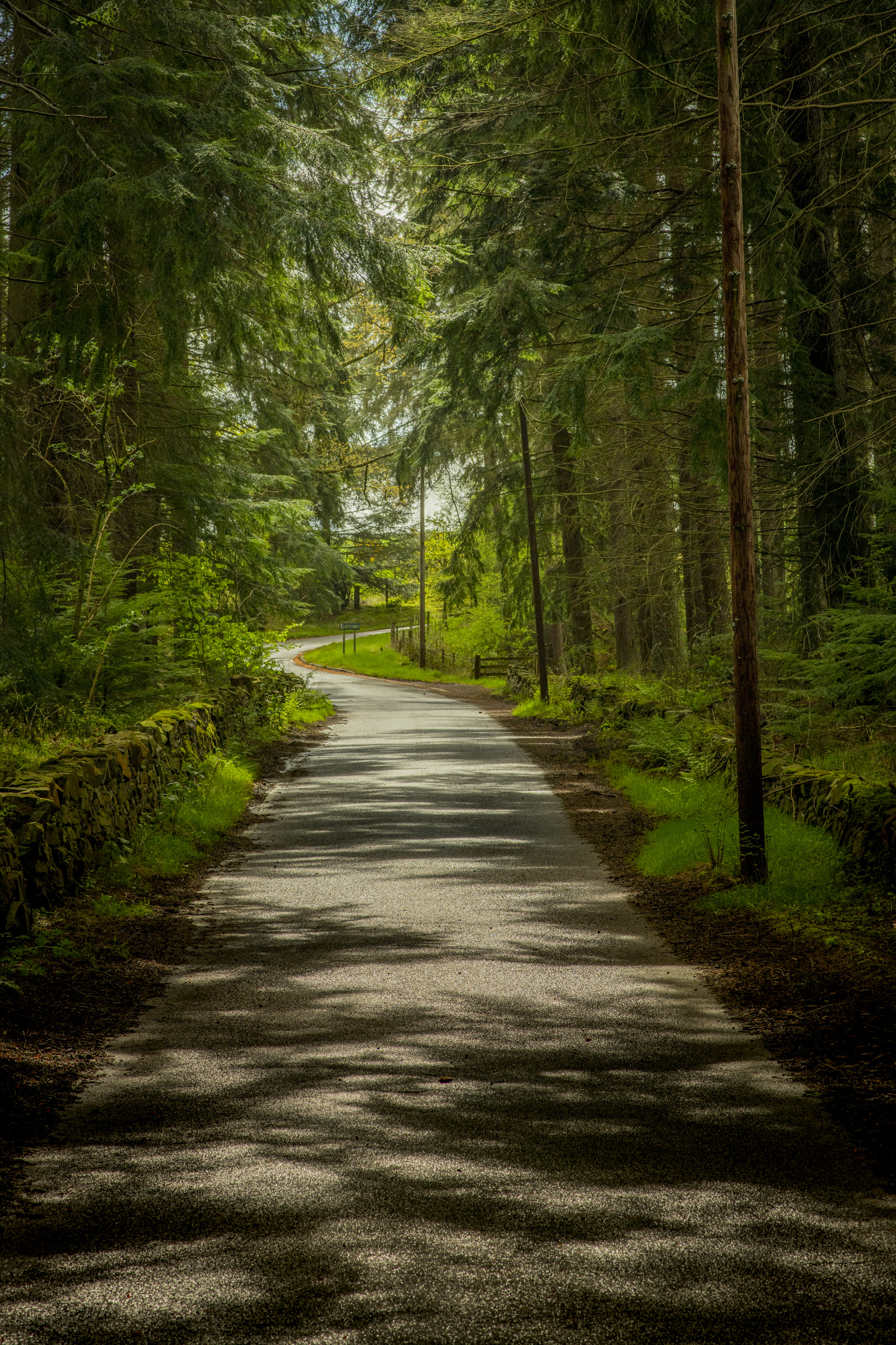 Beecraigs - Path with Trees on the side