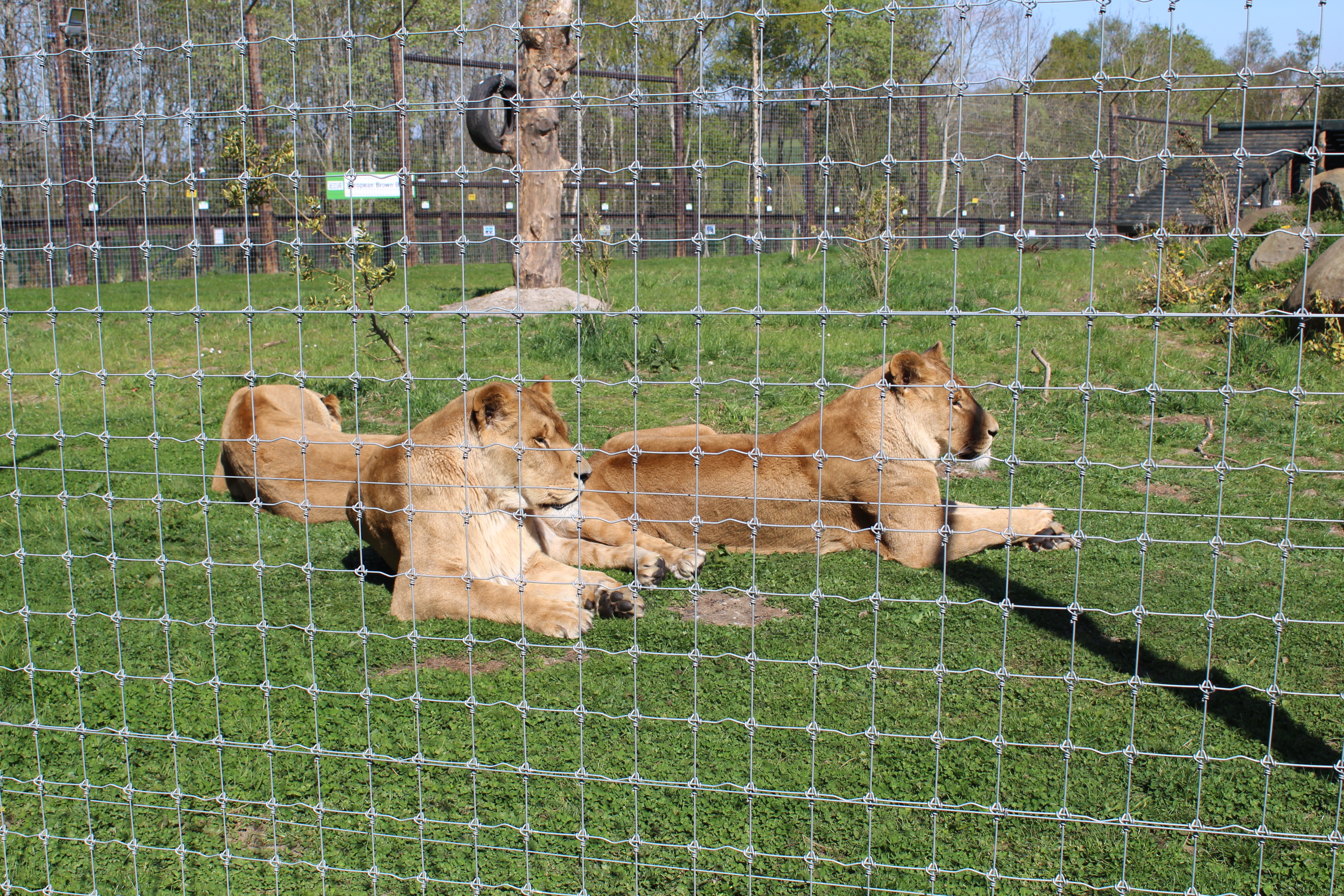 Lions at the Five Sisters Zoo